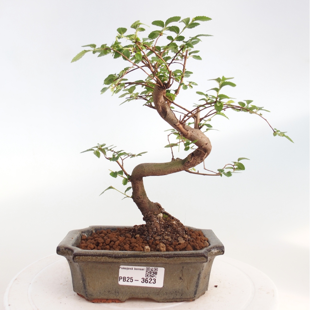 Pokojová bonsai - Ulmus parvifolia - Malolistý jilm