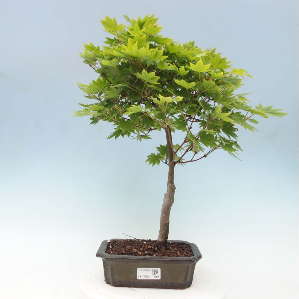 Venkovní bonsai - Javor palmatum katsura GISAN - Javor dlanitolistý