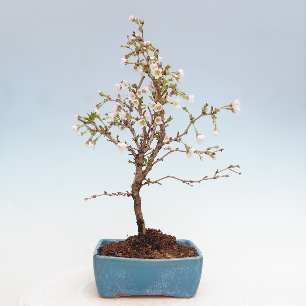 Venkovní bonsai - Prunus incisa Kojou-no mai-Slivoň vyříznutá