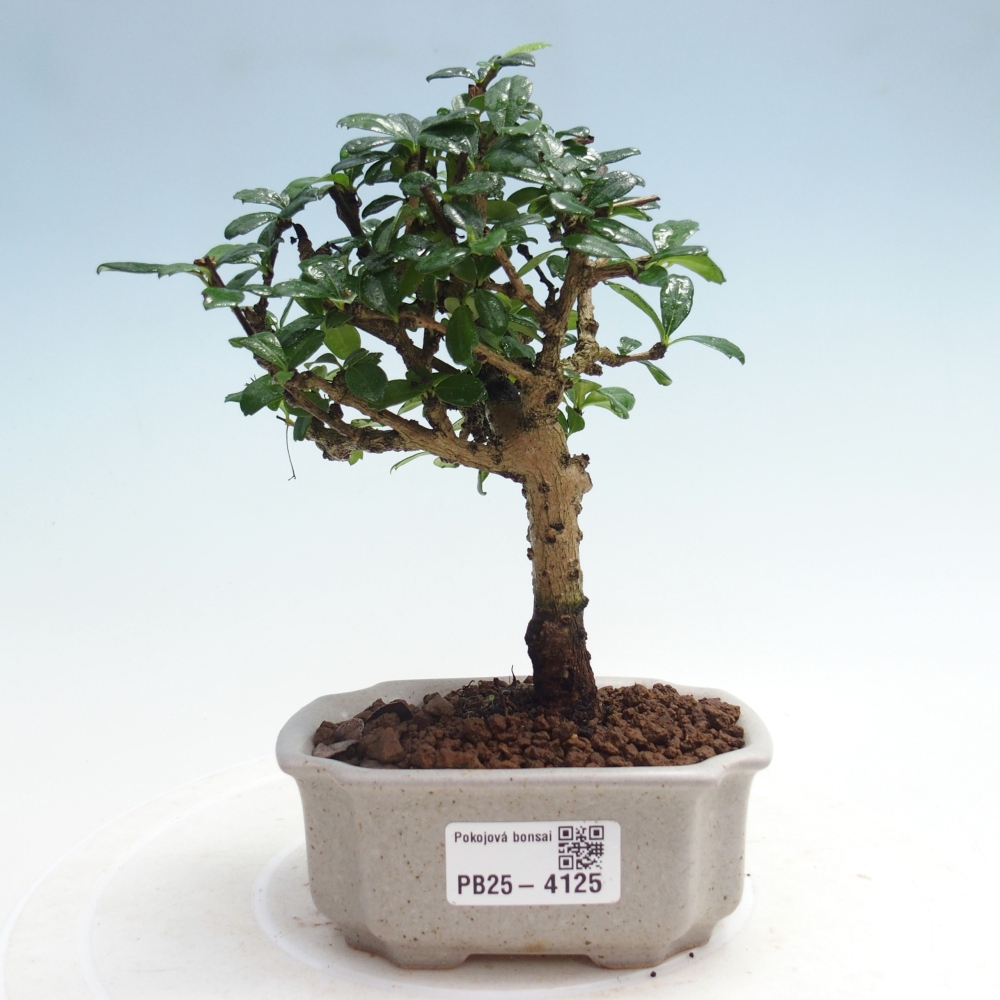 Pokojová bonsai - Carmona macrophylla - Čaj fuki