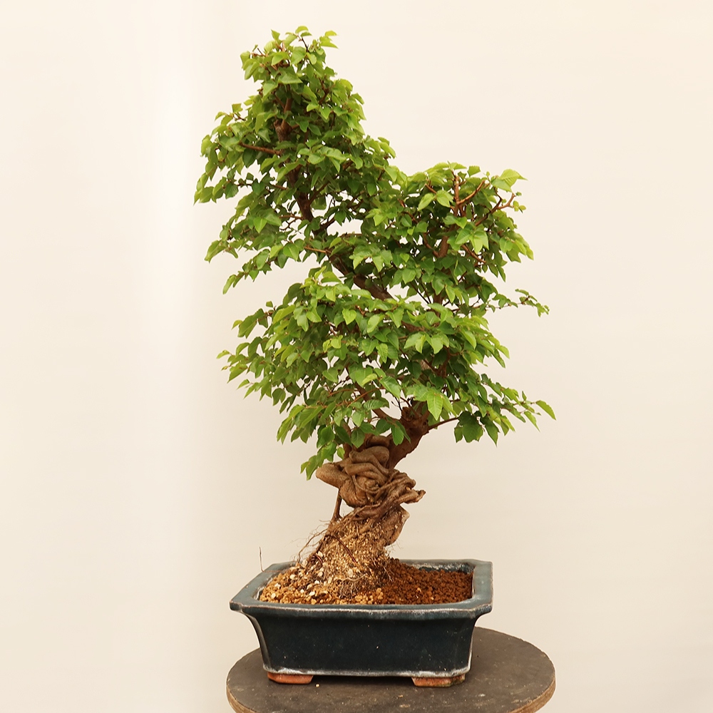 Venkovní bonsai -Carpinus Coreana - Habr korejský
