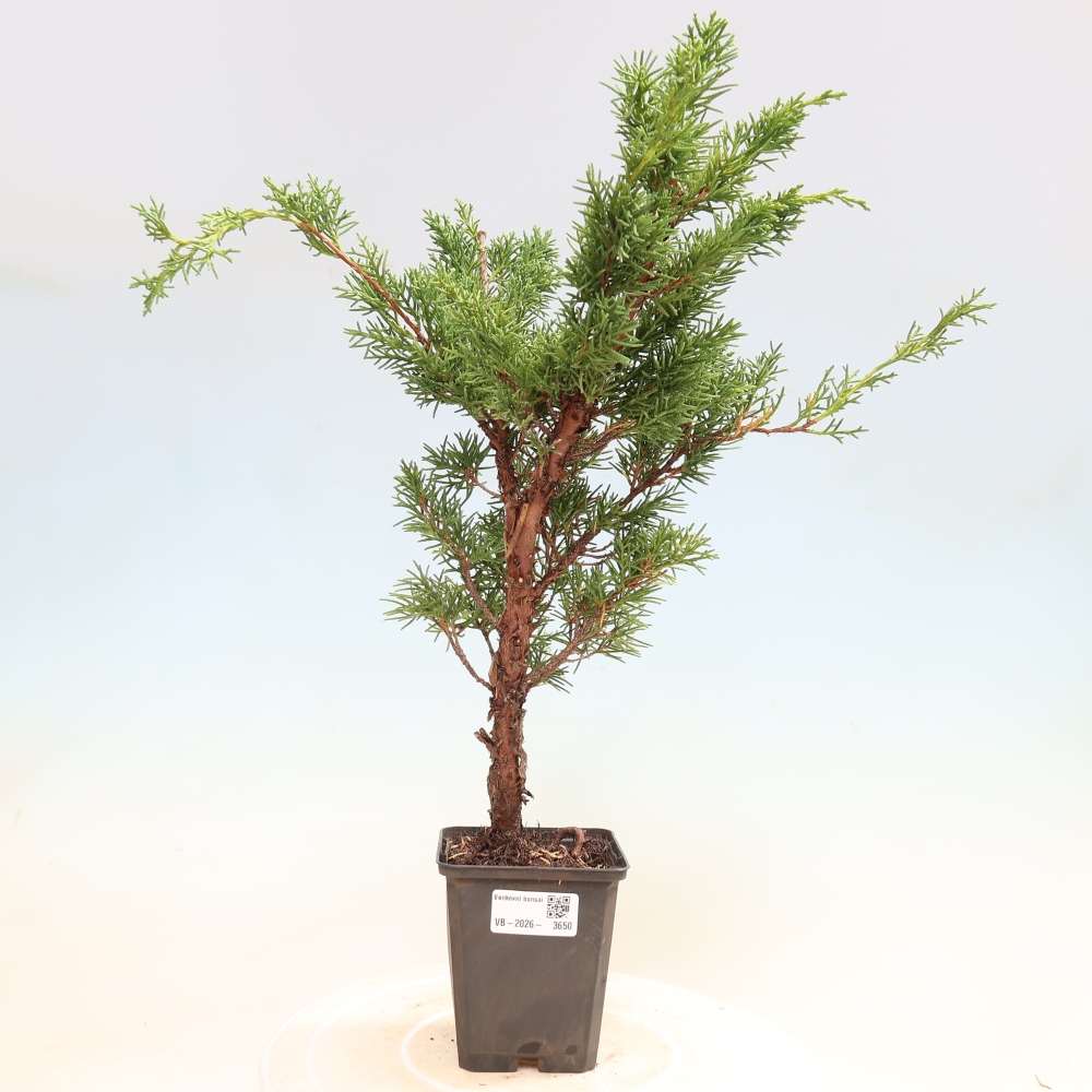 Venkovní bonsai - Juniperus chinensis Kishu -Jalovec čínský