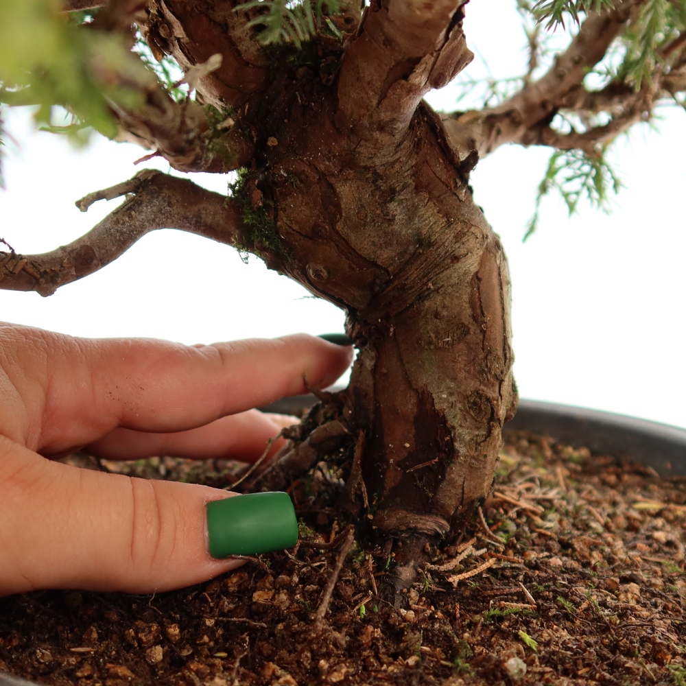 Venkovní bonsai - Juniperus chinensis Itoigawa-Jalovec čínský