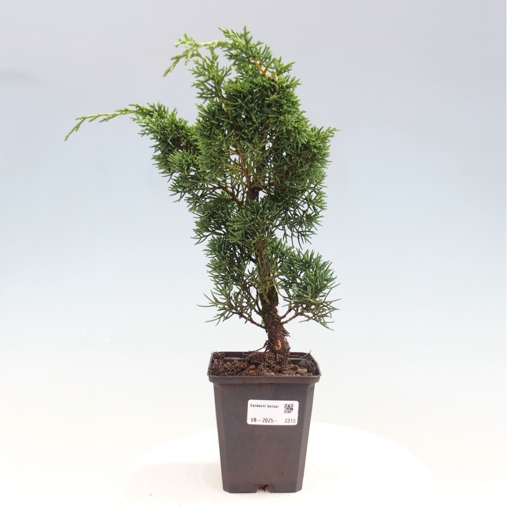 Venkovní bonsai - Juniperus chinensis Kishu -Jalovec čínský