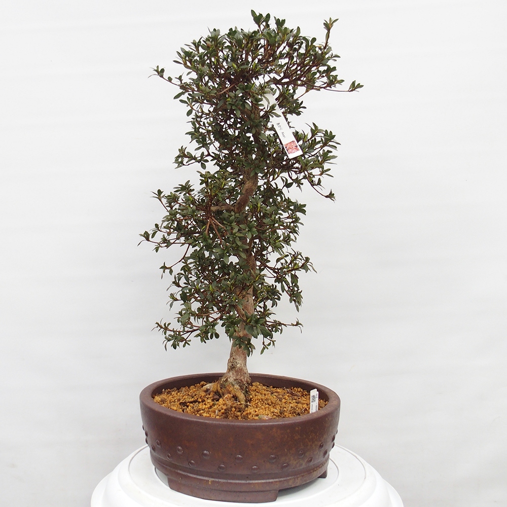Venkovní bonsai - Japonská azalka - Azalea Akari
