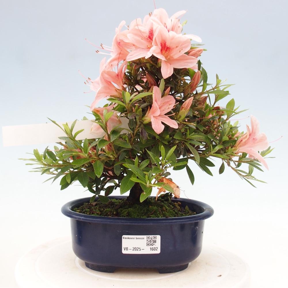 Venkovní bonsai - Japonská azalka - Azalea Nikko