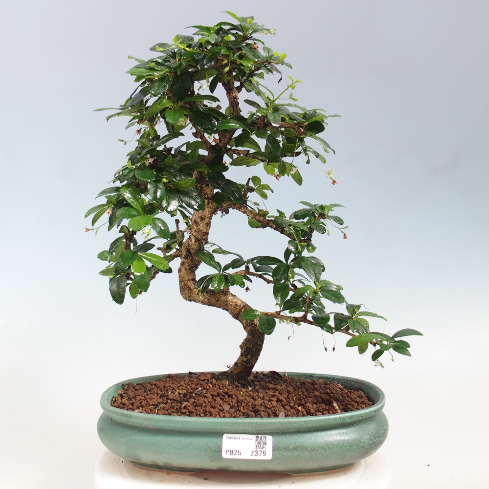 Pokojová bonsai - Carmona macrophylla - Čaj fuki