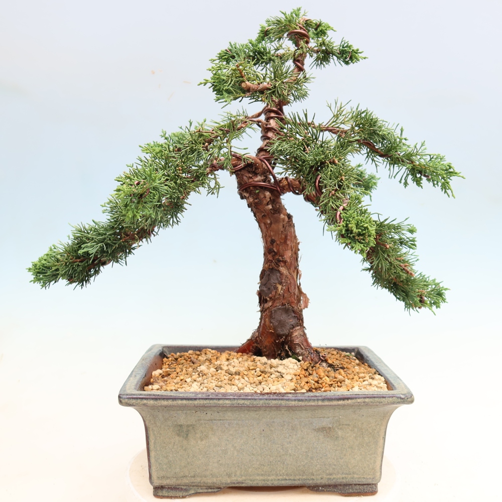 Venkovní bonsai - Juniperus chinensis Kishu -Jalovec čínský