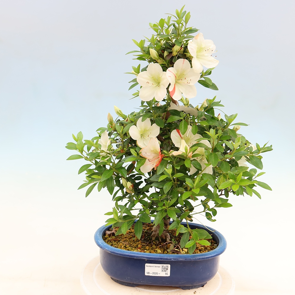 Venkovní bonsai - Japonská azalka - Azalea Asahi-no-izumi