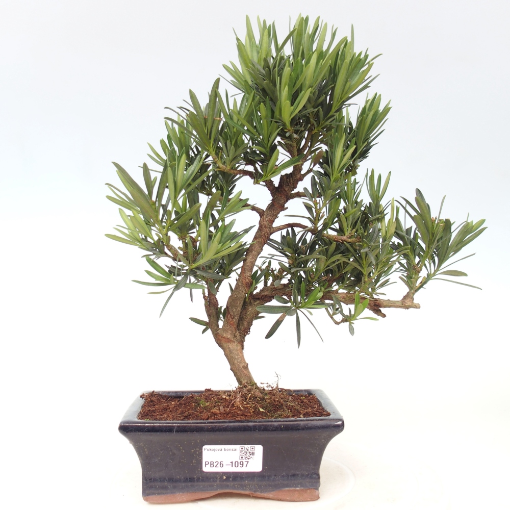 Pokojová bonsai - Podocarpus - Kamenný tis