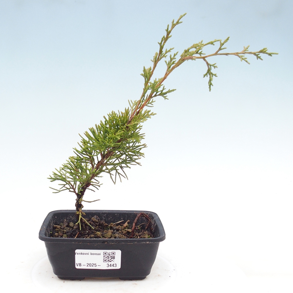 Venkovní bonsai - Juniperus chinensis Itoigawa -Jalovec čínský