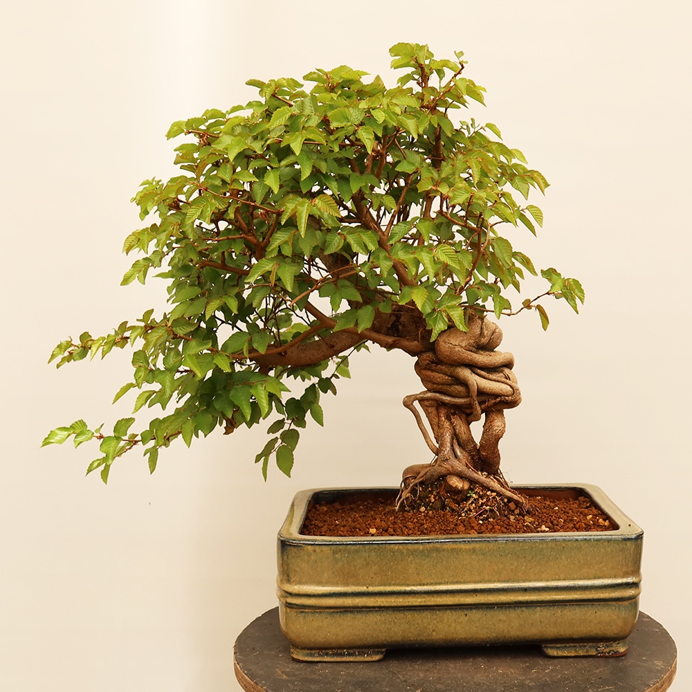 Venkovní bonsai -Carpinus Coreana - Habr korejský