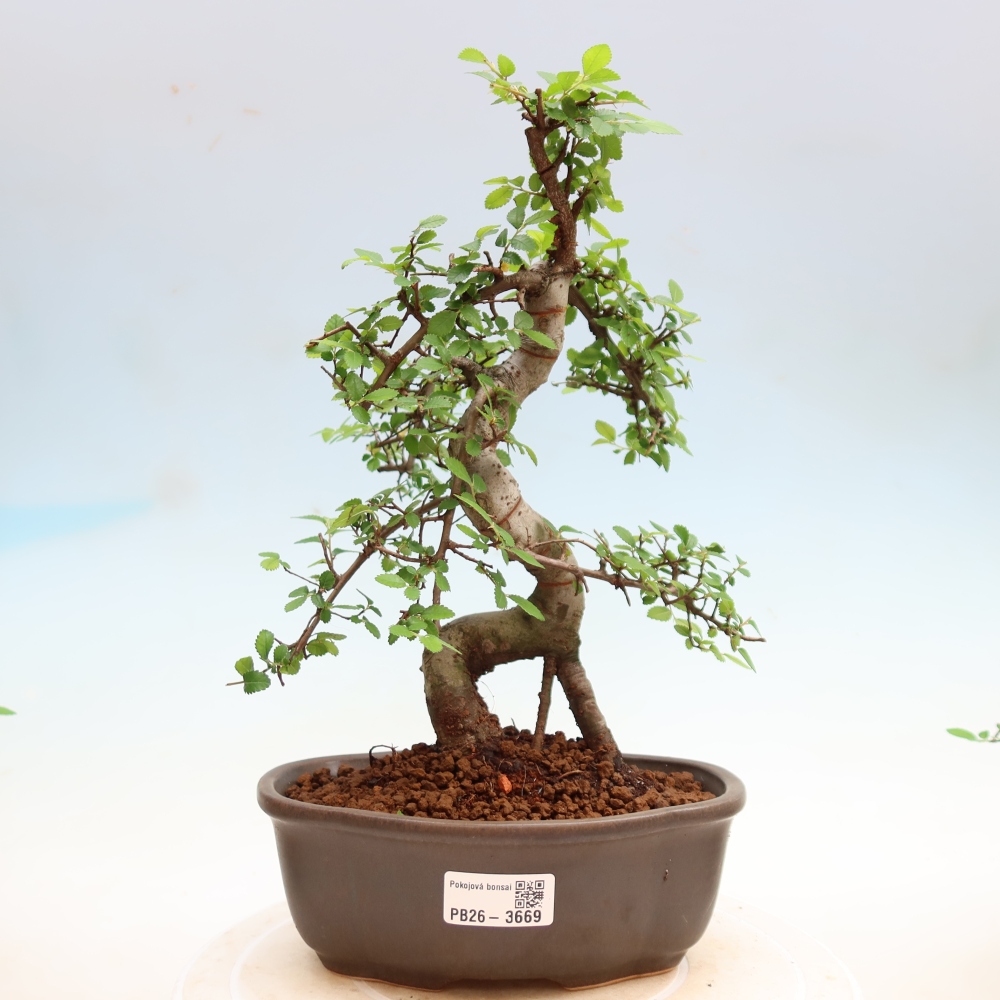 Pokojová bonsai - Ulmus parvifolia - Malolistý jilm