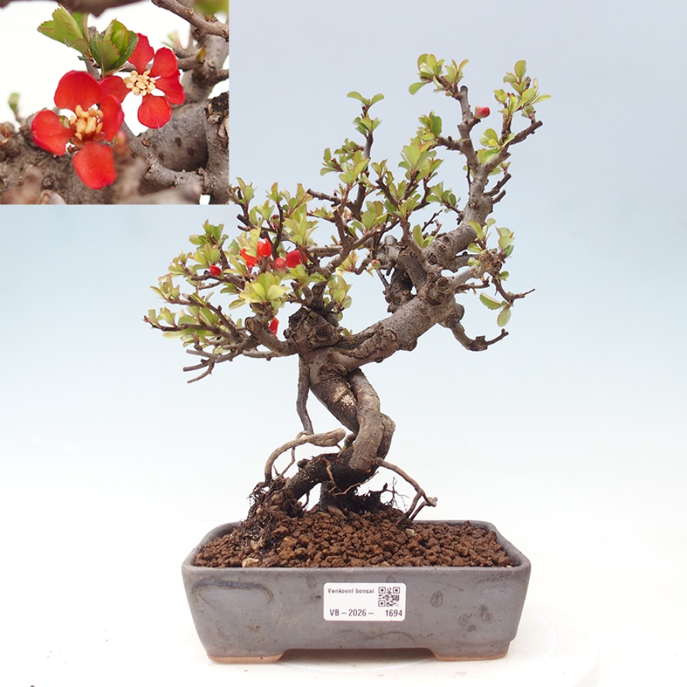 Venkovní  bonsai -  Chaneomeles speciosa - Kdoulovec ozdobný
