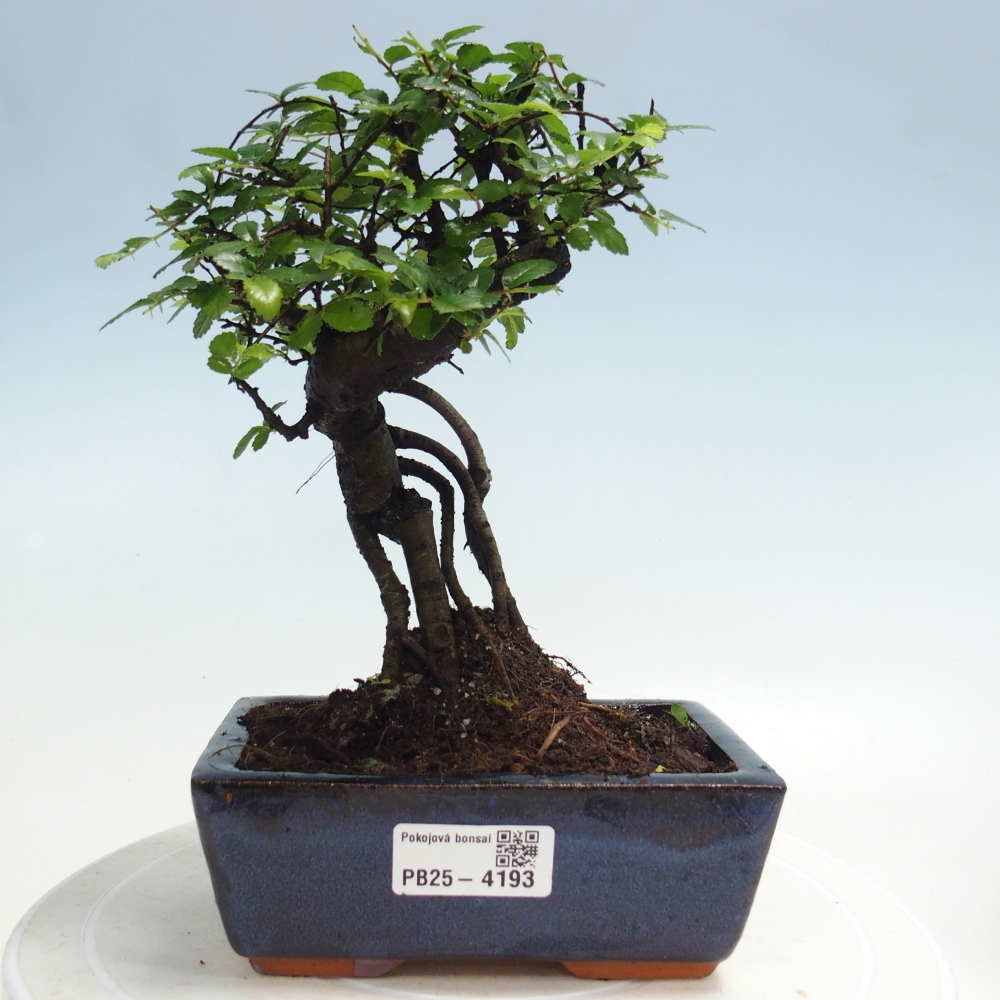 Pokojová bonsai - Ulmus parvifolia - Malolistý jilm