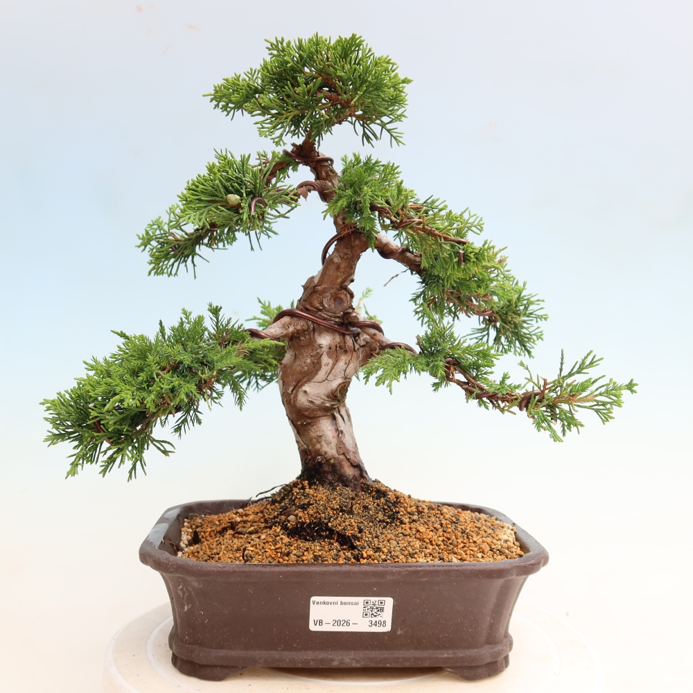 Venkovní bonsai - Juniperus chinensis Itoigawa-Jalovec čínský