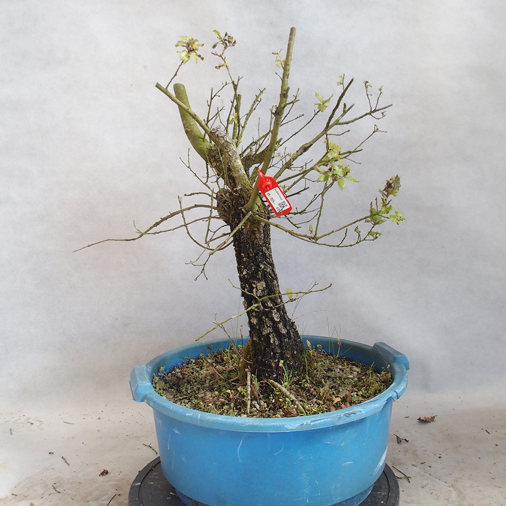 Venkovní bonsai Quercus Cerris - Dub Cer
