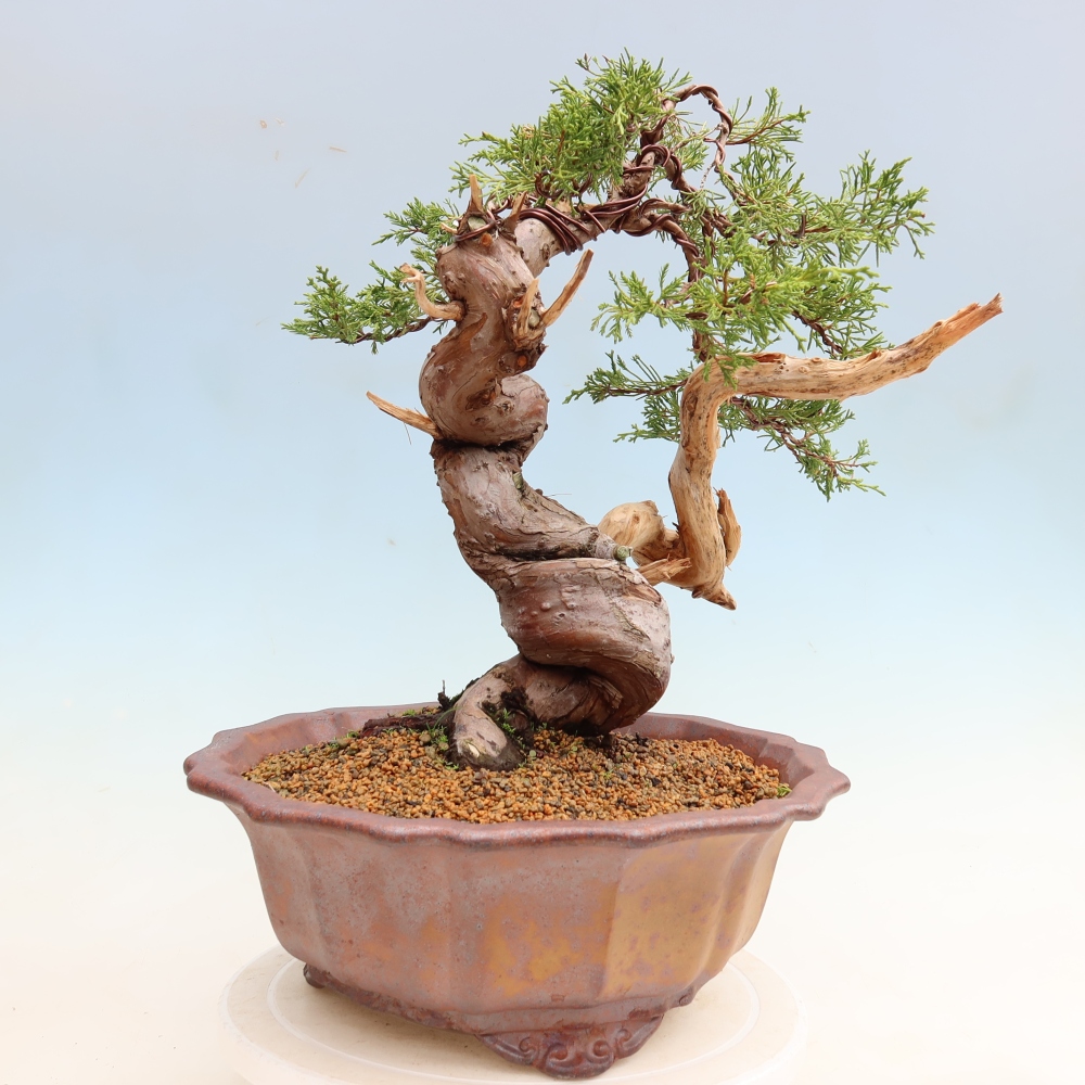 Venkovní bonsai - Juniperus chinensis Itoigawa-Jalovec čínský
