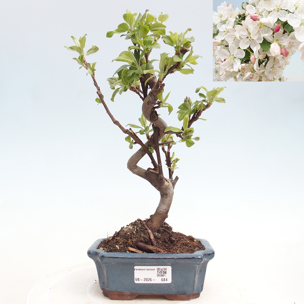 Venkovní bonsai -Malus halliana - Maloplodá jabloň