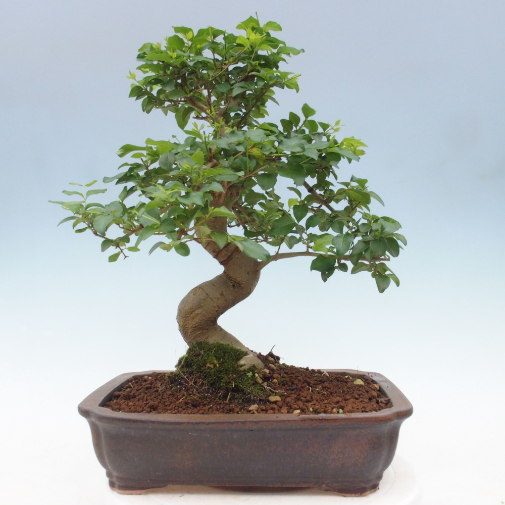 Pokojová bonsai -Ligustrum chinensis - Ptačí zob