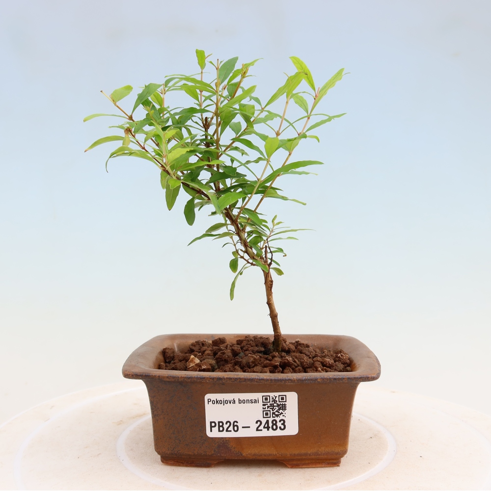 Pokojová bonsai-PUNICA granatum nana-Granátové jablko