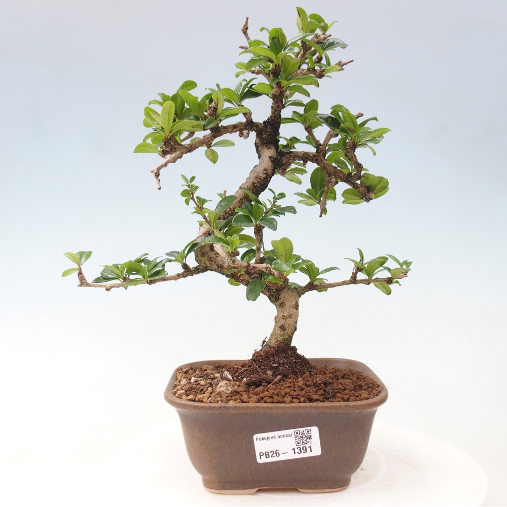 Pokojová bonsai - Carmona macrophylla - Čaj fuki