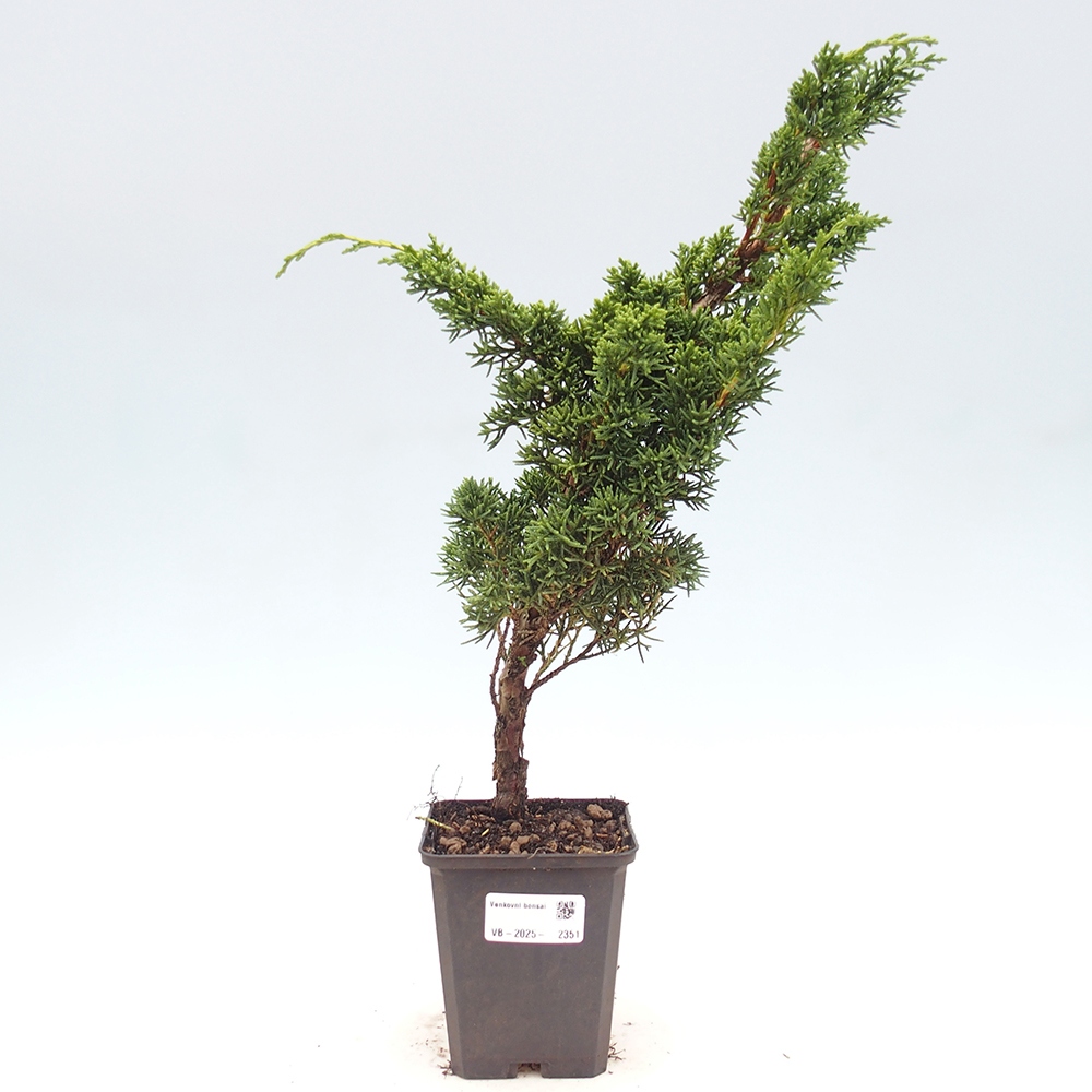 Venkovní bonsai - Juniperus chinensis Kishu -Jalovec čínský