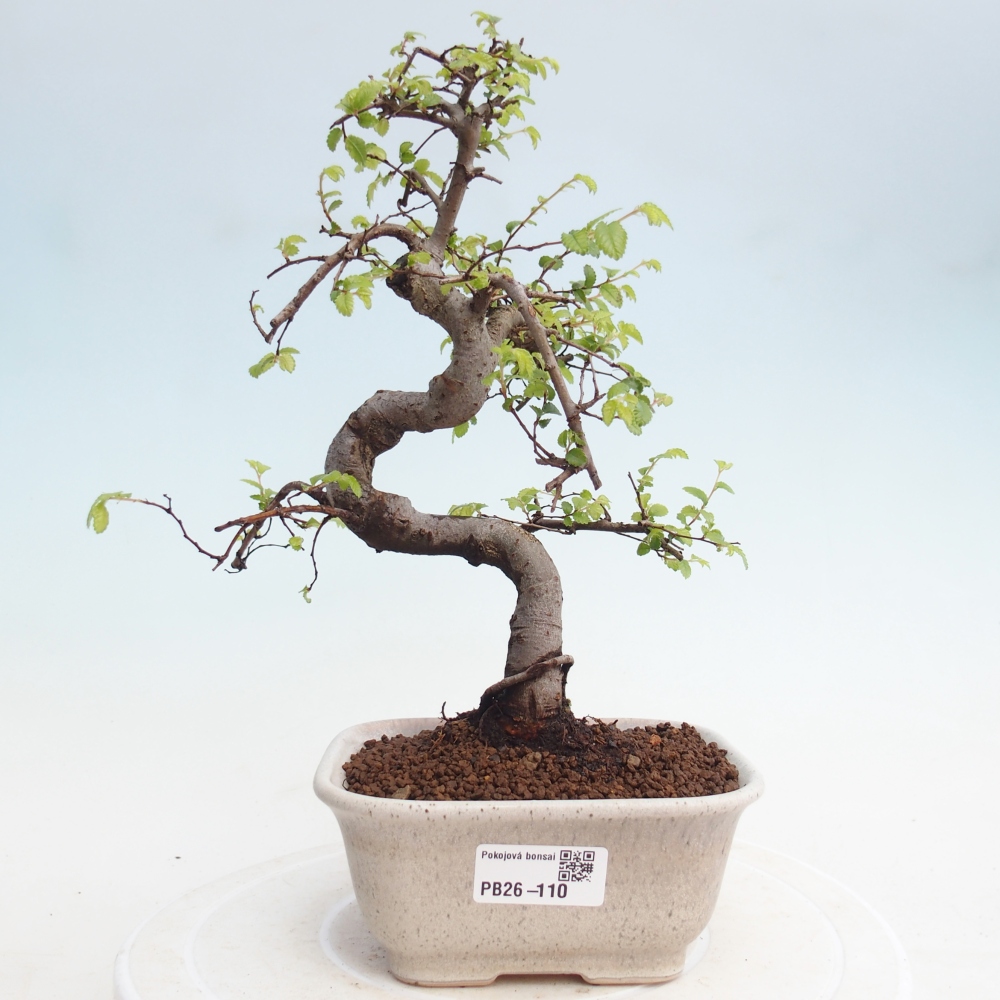 Pokojová bonsai - Ulmus parvifolia - Malolistý jilm