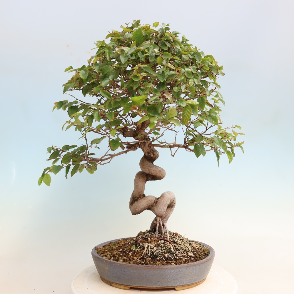 Venkovní bonsai -Carpinus CARPINOIDES - Habr korejský