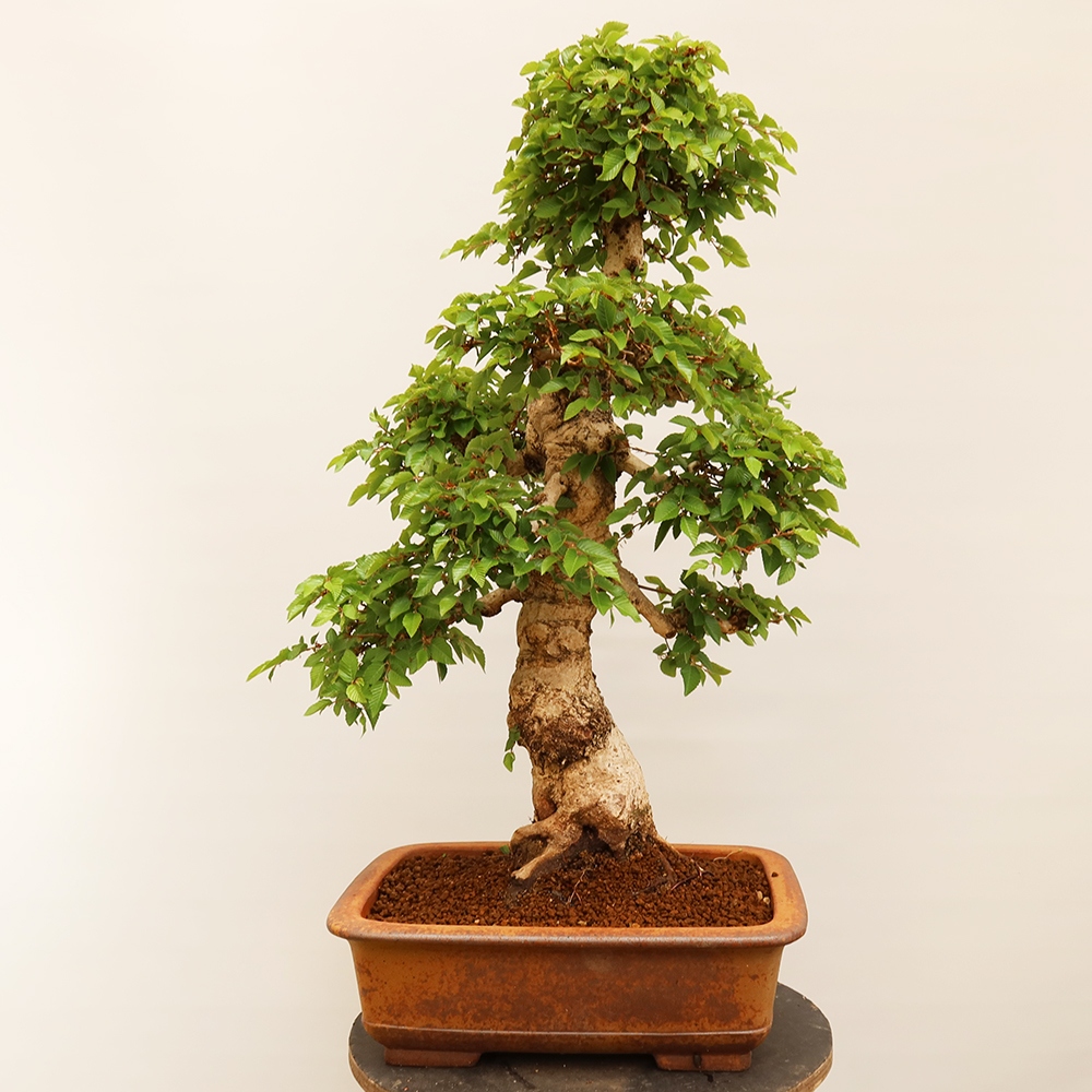 Venkovní bonsai -Carpinus Coreana - Habr korejský