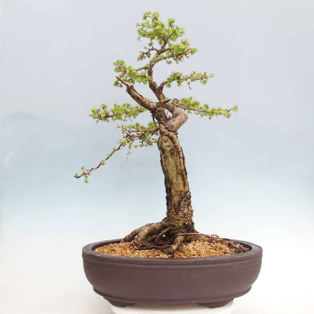 Venkovní bonsai -Larix decidua - Modřín opadavý - Pouze paletová přeprava
