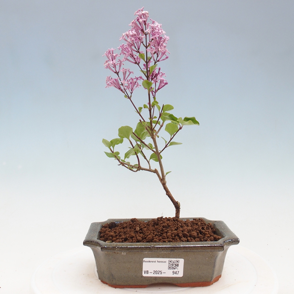 Venkovní bonsai - Syringa Meyeri Palibin - Šeřík Meyerův