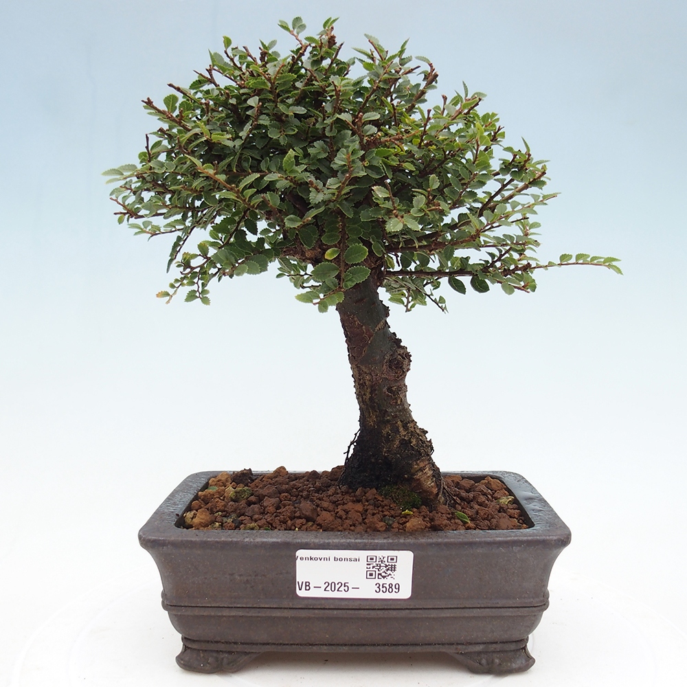 Venkovní bonsai - Ulmus parvifolia Hokkaido - jilm Čínský
