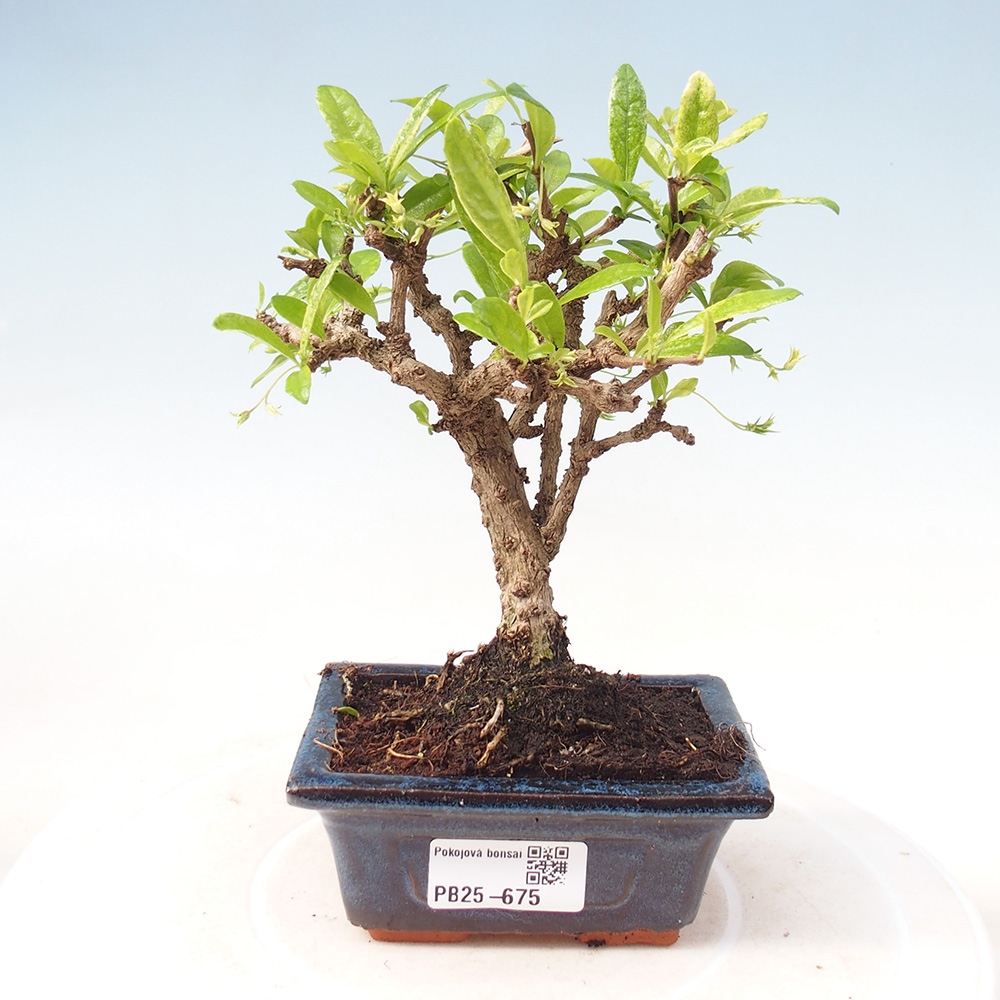 Pokojová bonsai - Carmona macrophylla - Čaj fuki