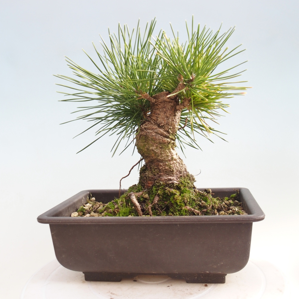 Venkovní bonsai - Pinus thunbergii - Borovice thunbergova