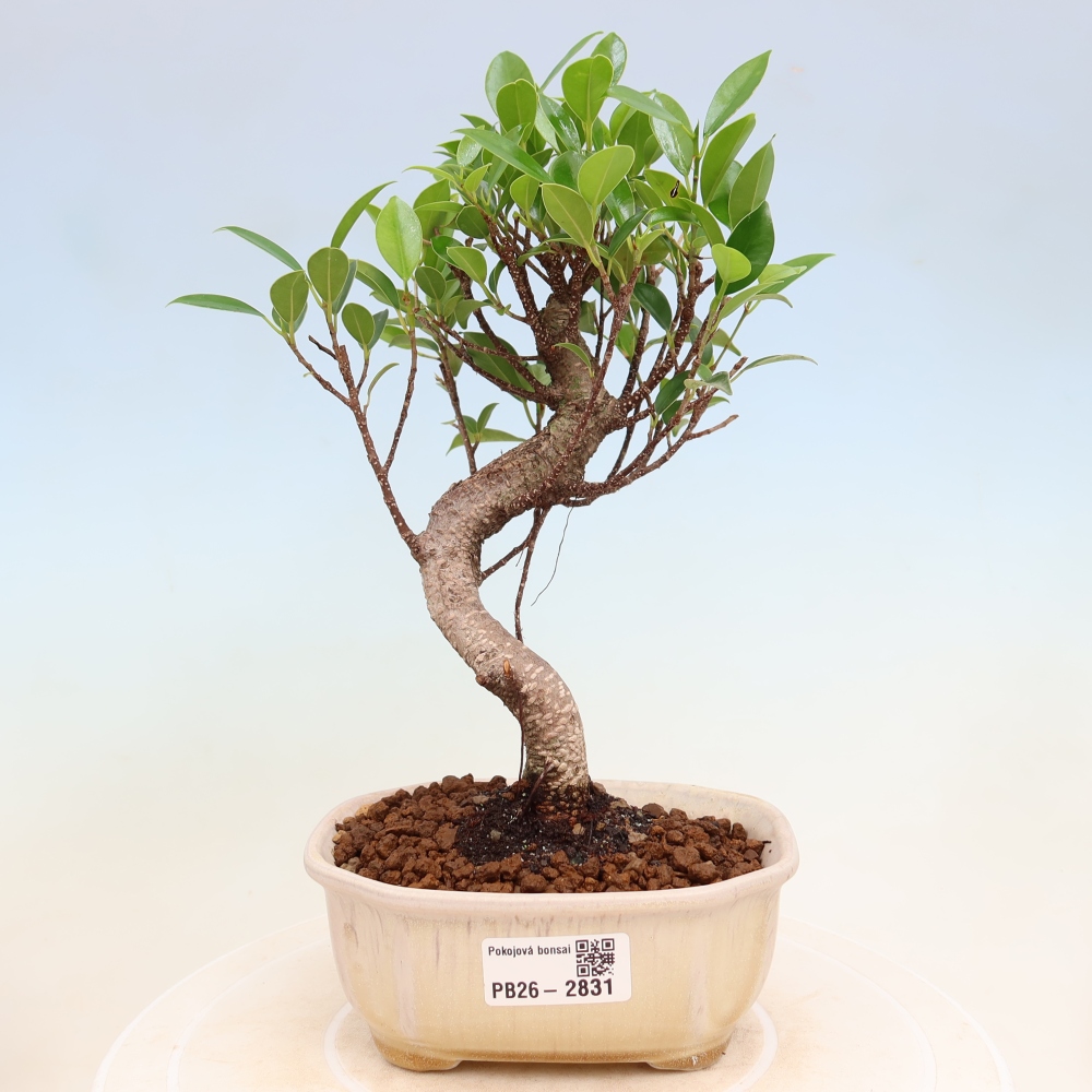 Pokojová bonsai - Ficus kimmen -  malolistý fíkus