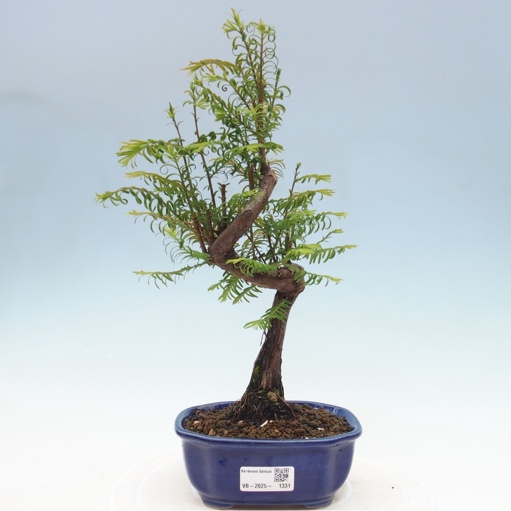 Venkovní bonsai - Metasequoia glyptostroboides - Metasekvoje čínská