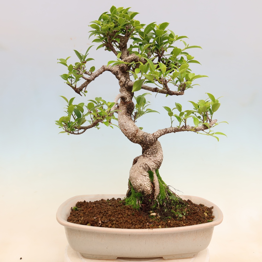 Pokojová bonsai - Ficus kimmen -  malolistý fíkus