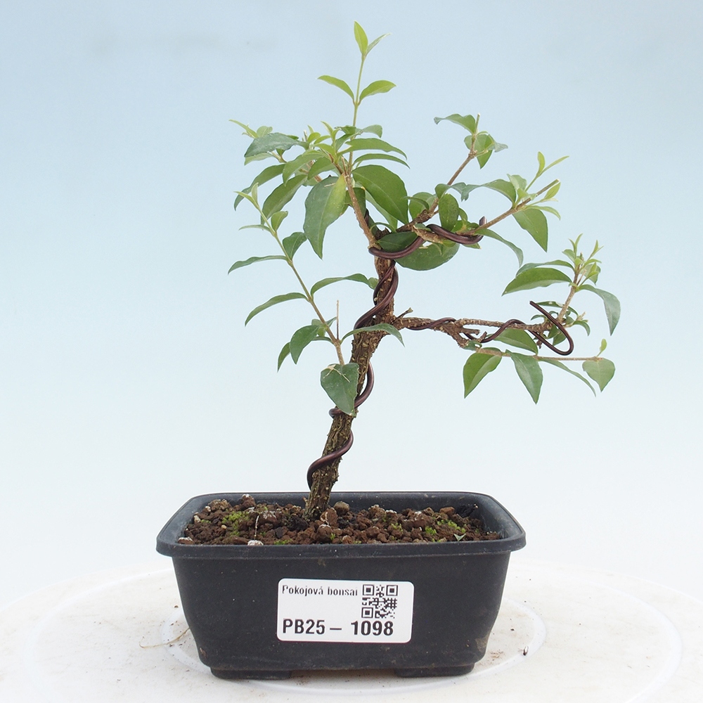 Pokojová bonsai - Malpighia coccigera- Barbdorská třešeň