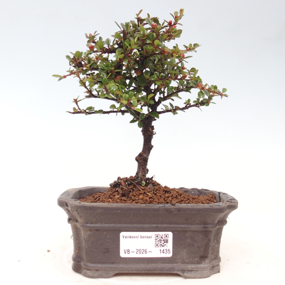Venkovní bonsai - Cotoneaster horizontalis - Skalník