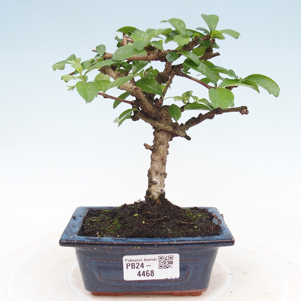 Pokojová bonsai - Carmona macrophylla - Čaj fuki
