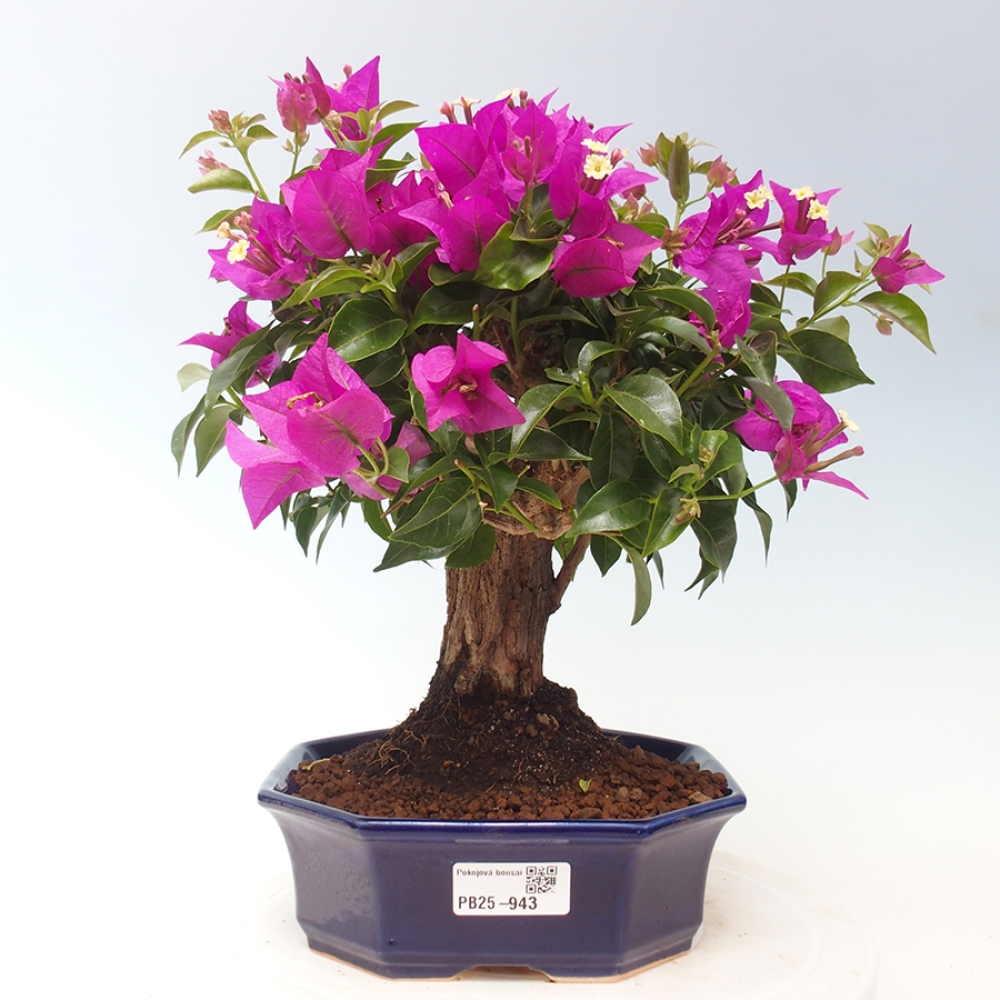 Pokojová bonsai - Bouganwilea
