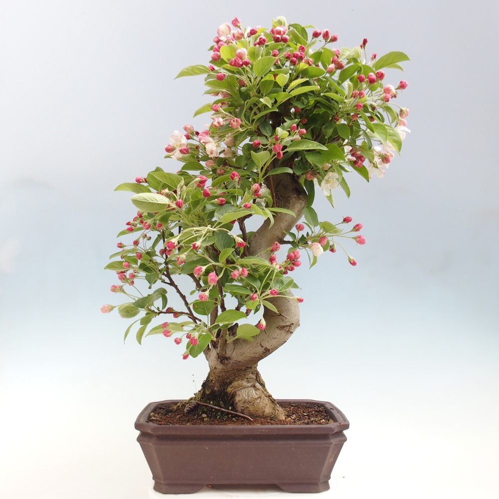 Venkovní bonsai -Malus halliana - Maloplodá jabloň