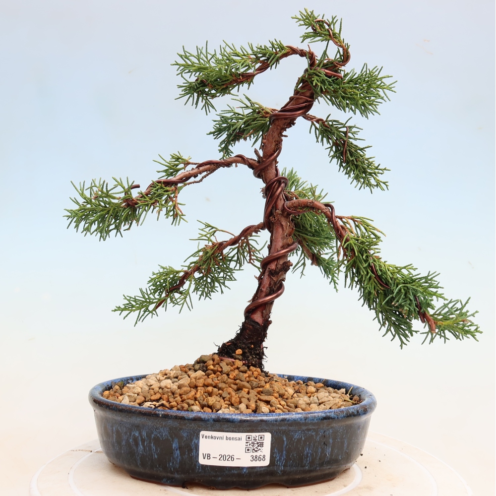Venkovní bonsai - Juniperus chinensis Kishu -Jalovec čínský