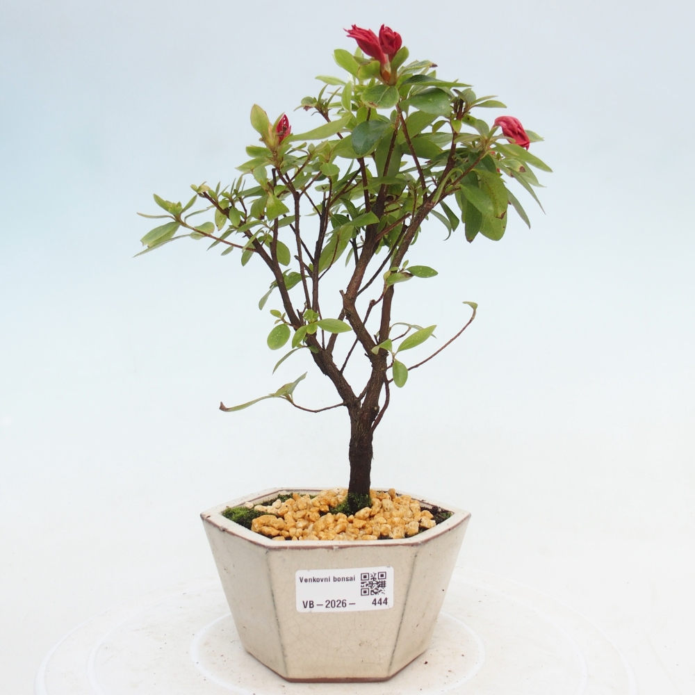 Venkovní bonsai - Japonská azalka - Azalea sp.