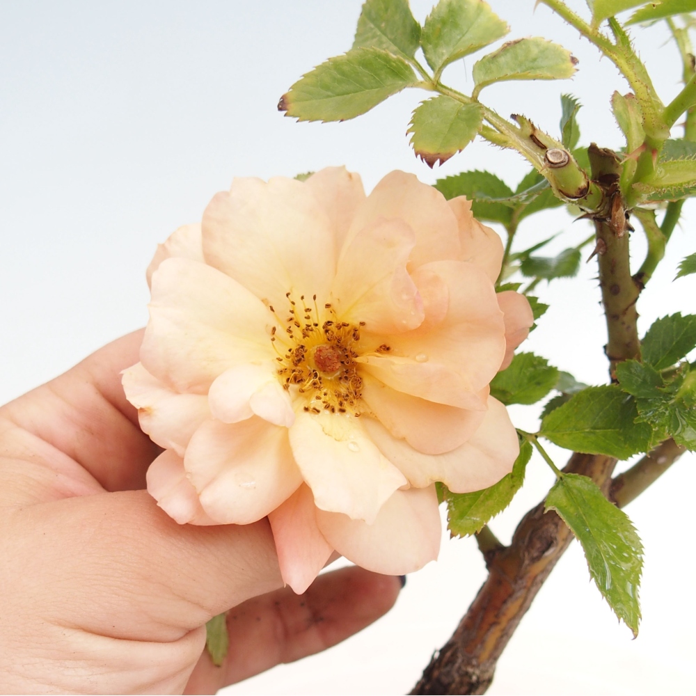 Venkovní bonsai - Rosa Kordes -  růže