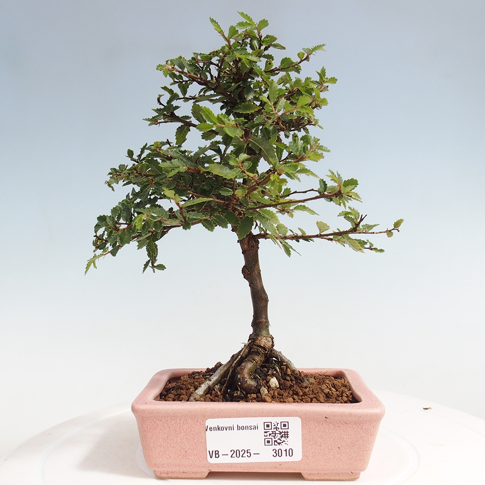 Venkovní bonsai - Ulmus parvifolia Sagei - Malolistý jilm