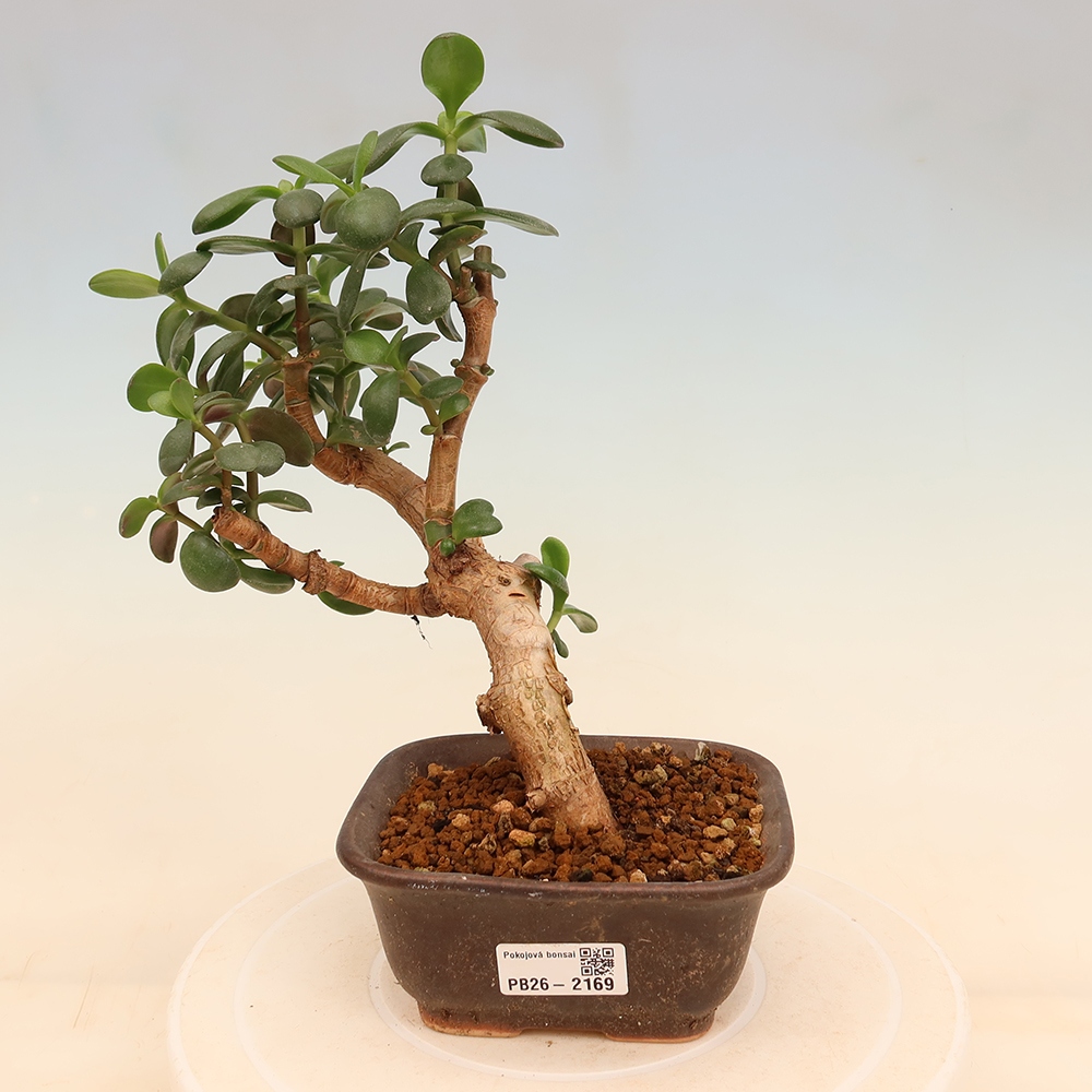 Pokojová bonsai - Portulakaria Afra - Tlustice