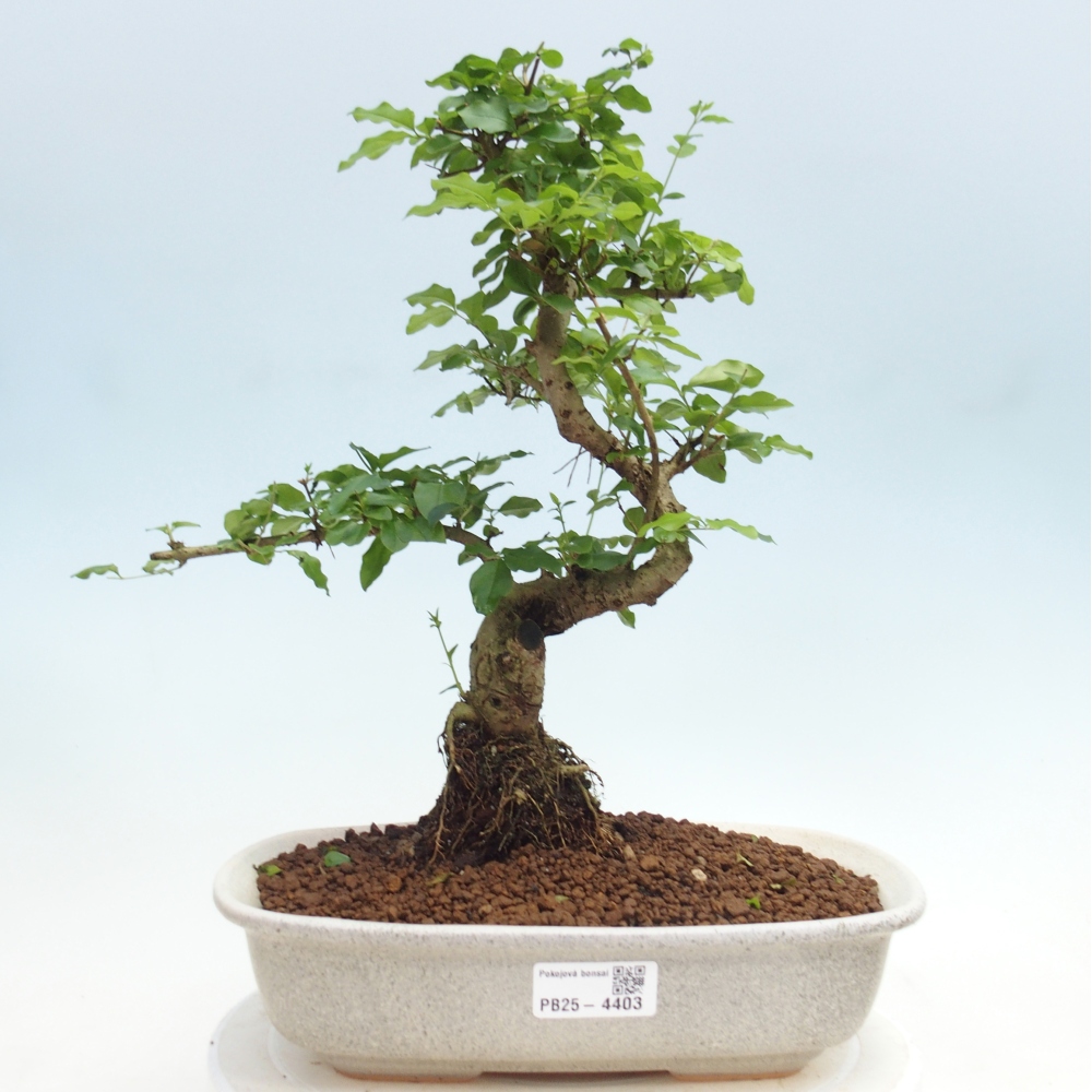 Pokojová bonsai -Ligustrum chinensis - Ptačí zob