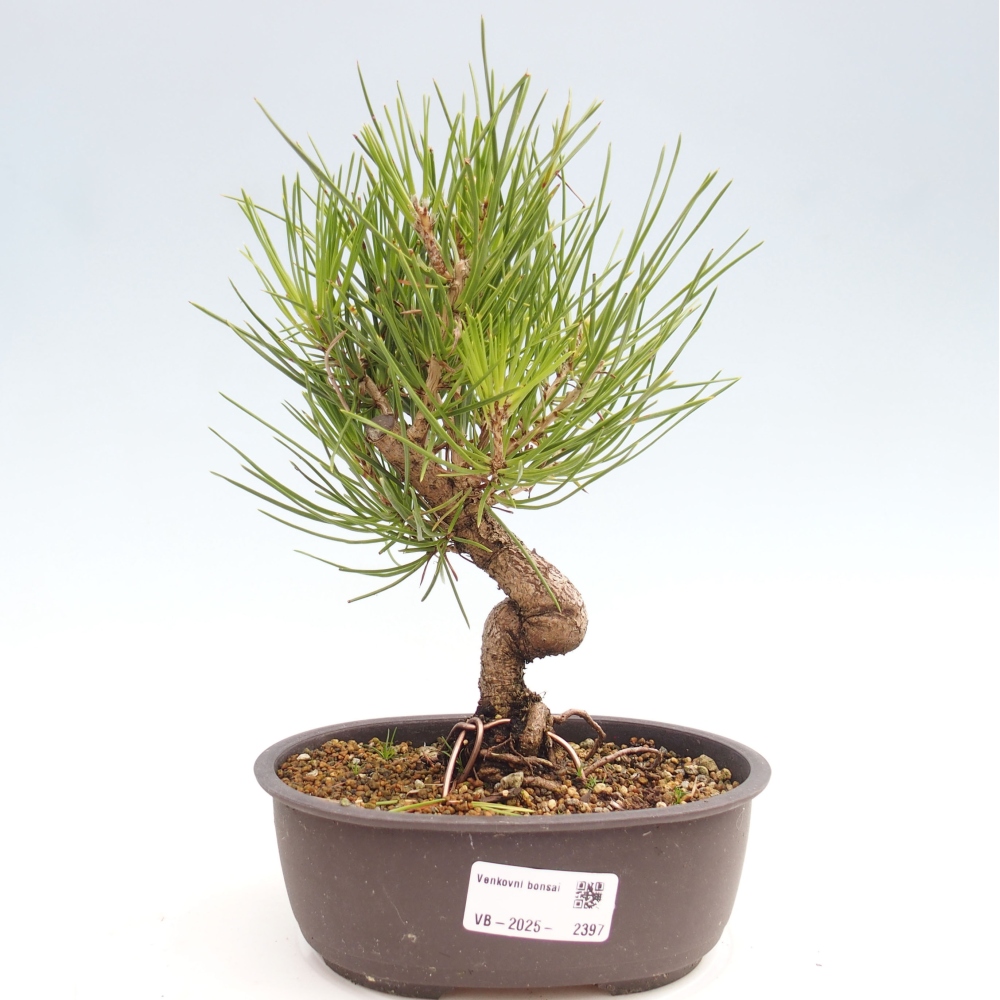 Venkovní bonsai - Pinus thunbergii - Borovice thunbergova